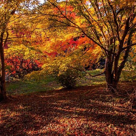 Lessona Casa Regis Bed & Breakfast エクステリア 写真